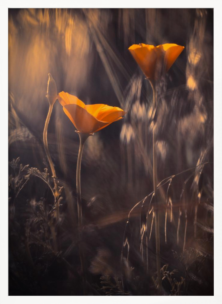 Affiche - From The Enchanted Secret Garden cadre de poster en bois blanc