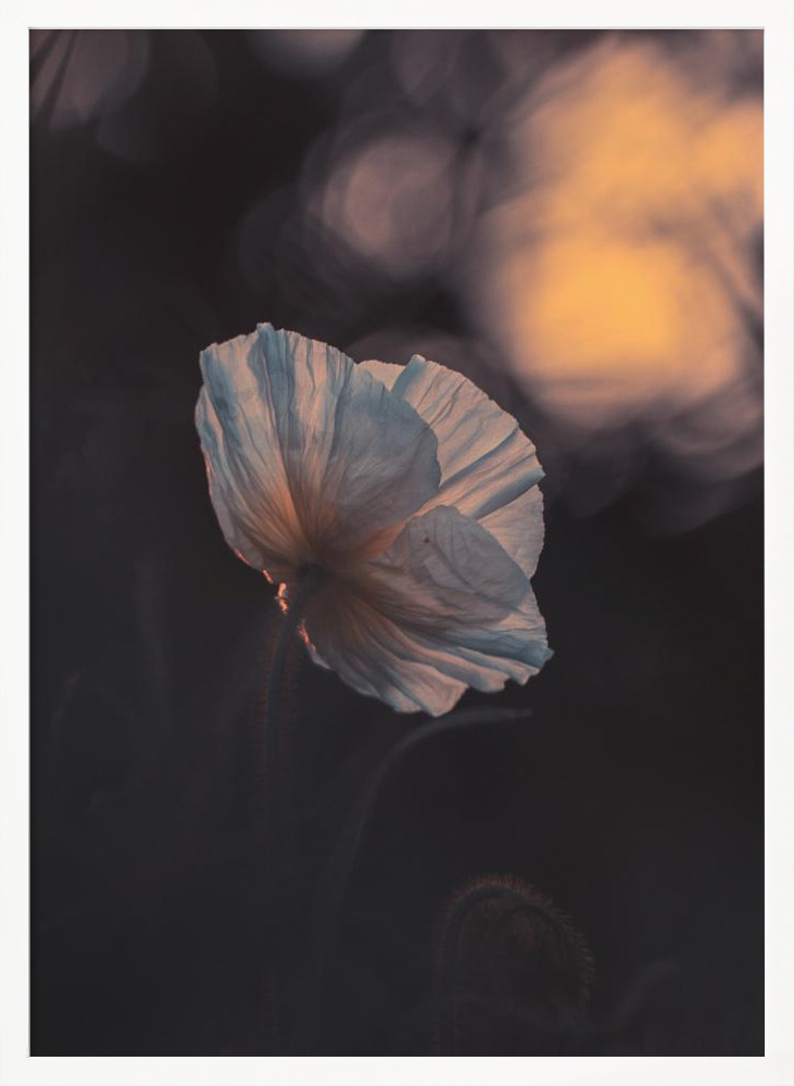 Poster - Last Ray white wood poster frame