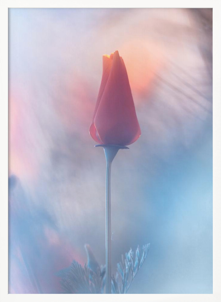 Poster - Douceur & Volupté white wood poster frame