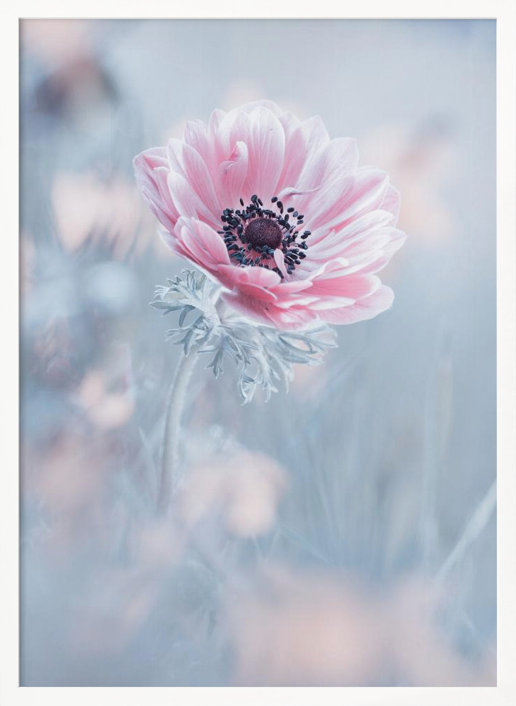 Poster - La reine de neiges white wood poster frame