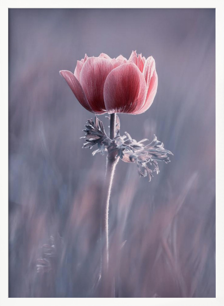 Affiche - Pink ! So What ? cadre de poster en bois blanc