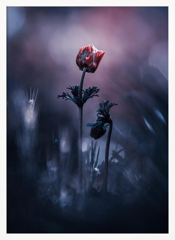 Poster - Early Girl white wood poster frame