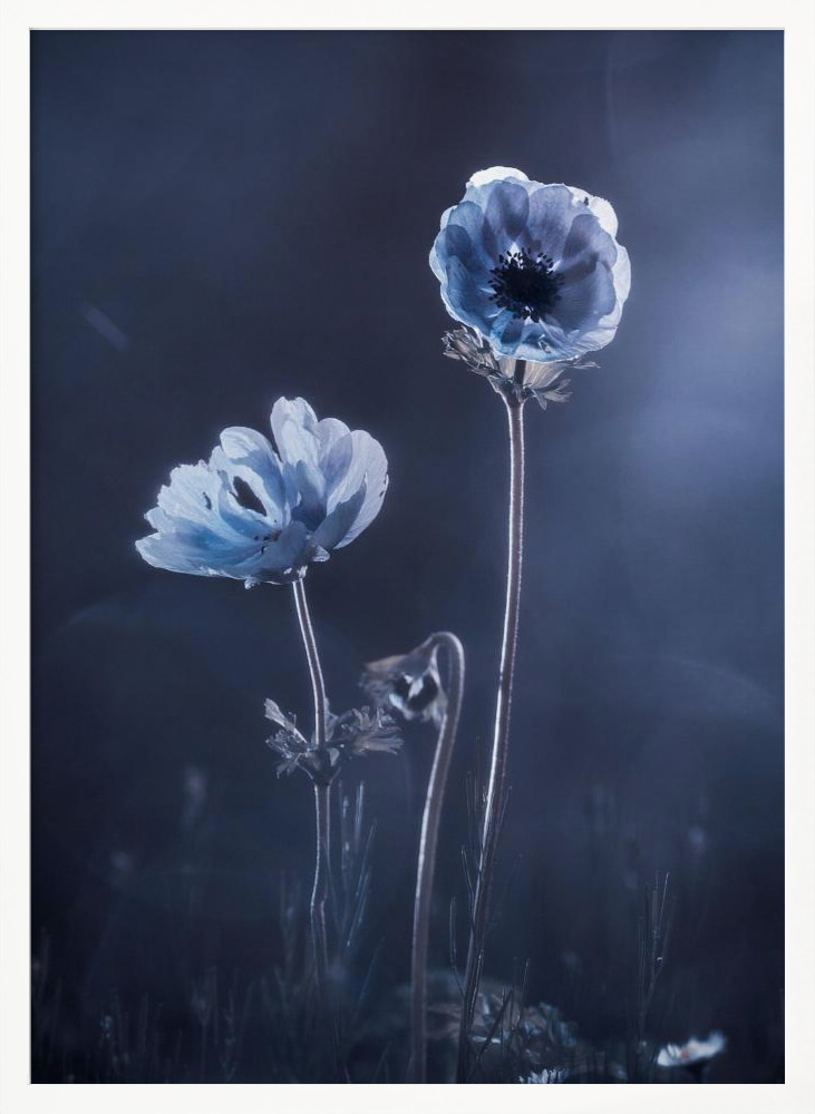 Poster - Meanwhile, oustide walls white wood poster frame