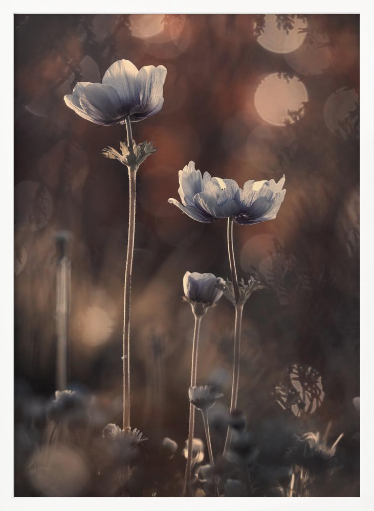 Poster - Ensemble white wood poster frame