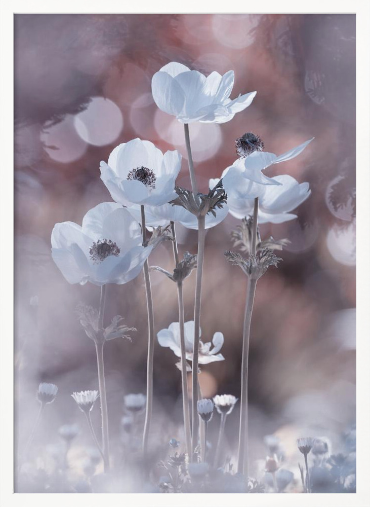 Poster - All the flowers of all the tomorrows are in the seeds of today white wood poster frame