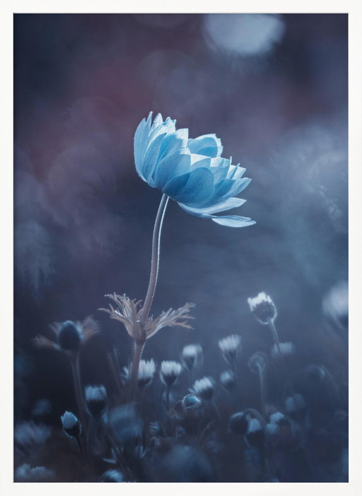 Poster - A short story of flower white wood poster frame