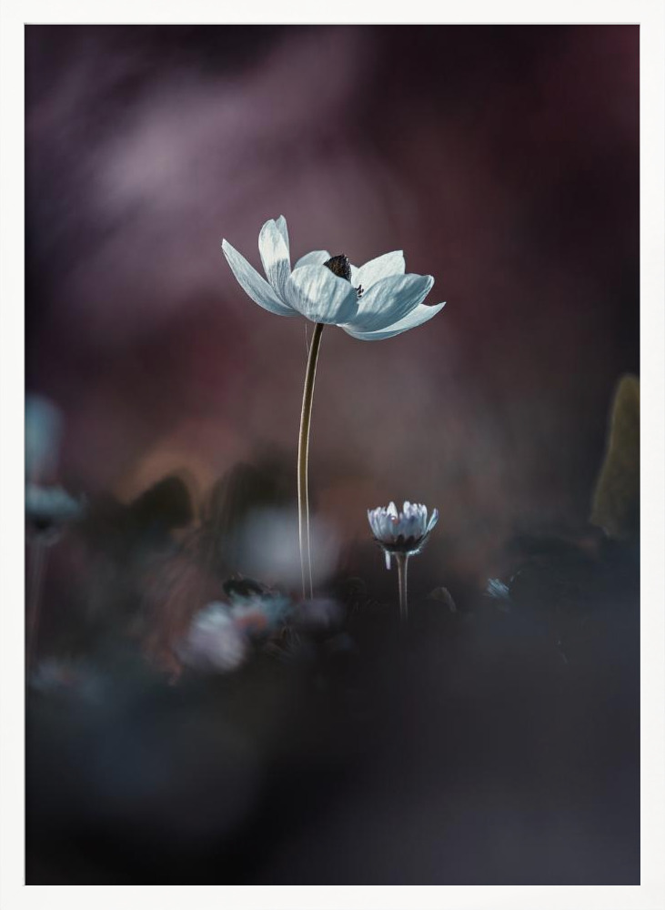 Poster - Elles, mes fleurs, émoi white wood poster frame