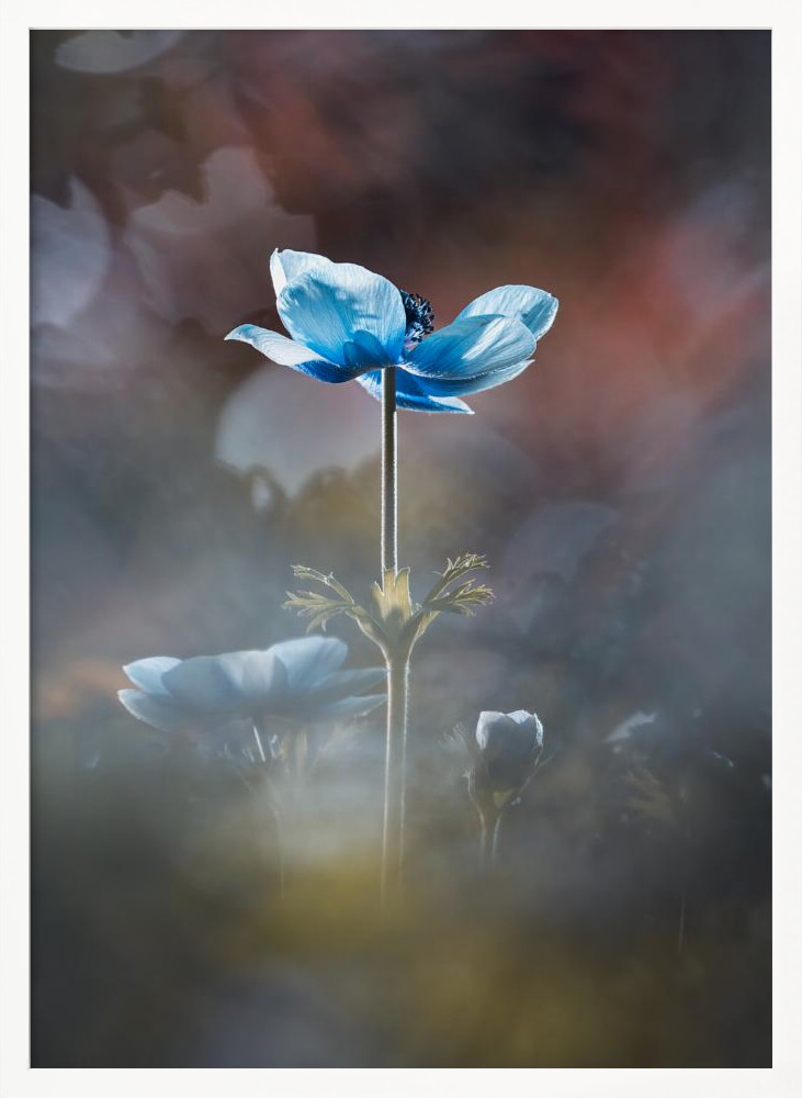 Poster - Blossom like a flower white wood poster frame