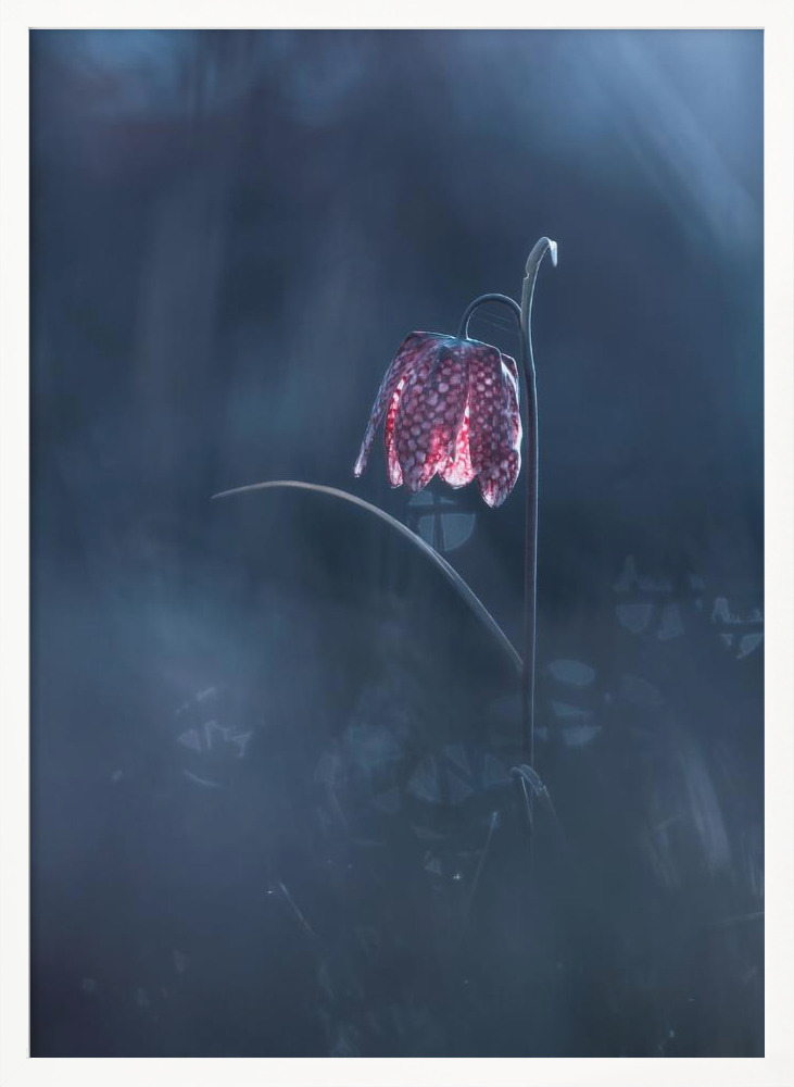 Poster - Ephemeral Fantasy white wood poster frame