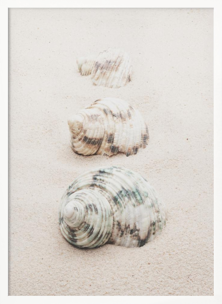 Poster - Shells white wood poster frame