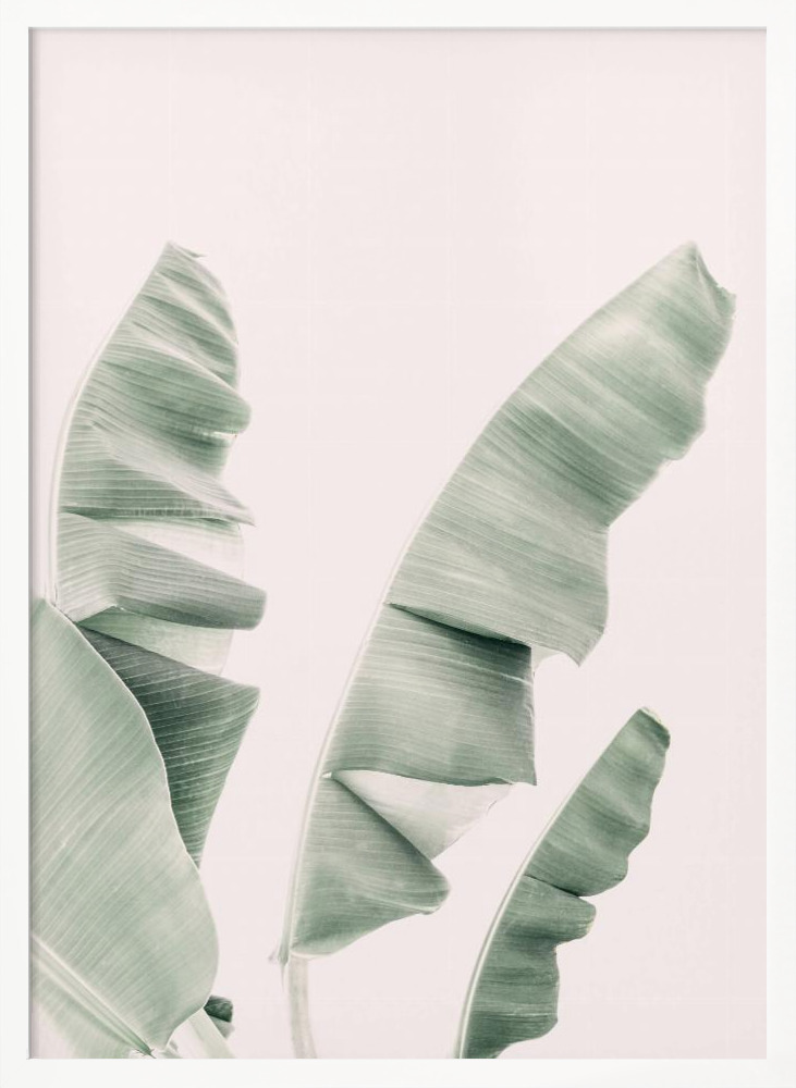 Poster - Blush Banana Leaves white wood poster frame