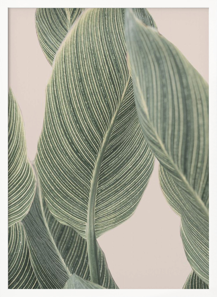 Juliste - Calla Leaf valkoinen puu julisteen kehys