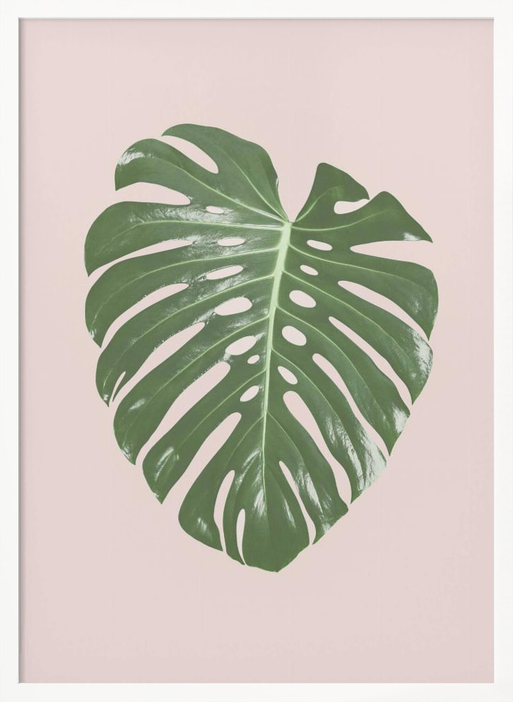 Plakat - Monstera Leaf Blush ramka na plakat z białego drewna