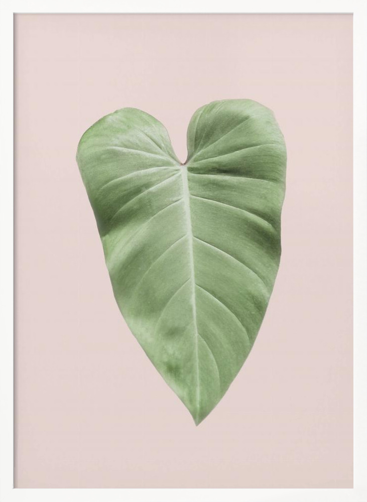 Plakat - Tropical Leaf Blush ramka na plakat z białego drewna