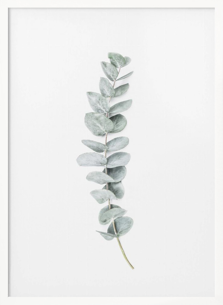 Juliste - Eucalyptus II valkoinen puu julisteen kehys