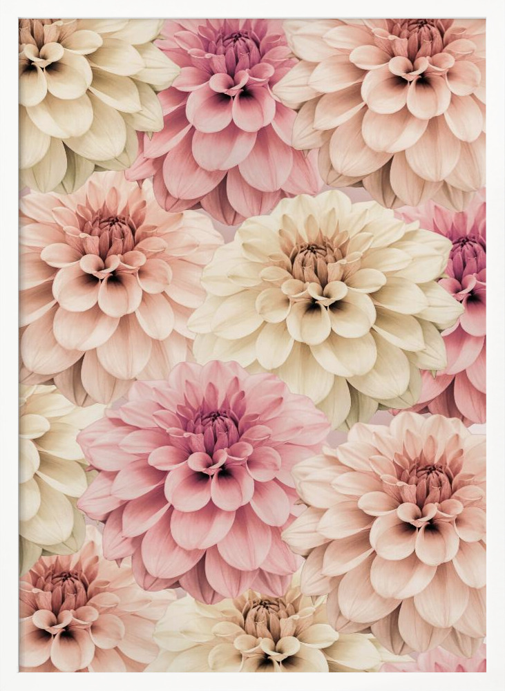 Affiche - Dahlia cadre de poster en bois blanc