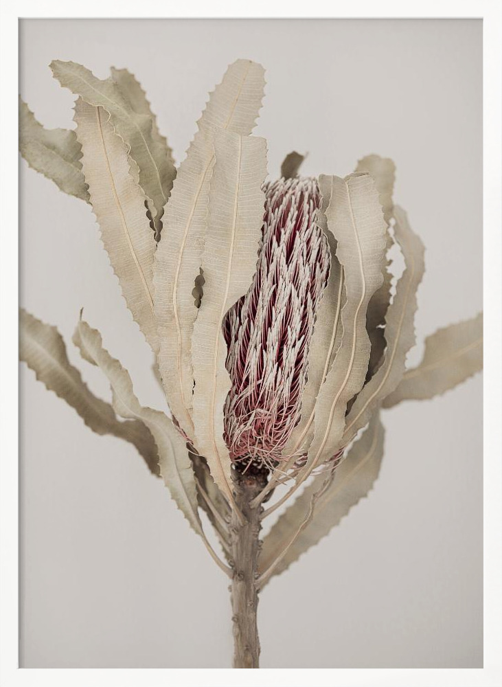 Poster - Banksia white wood poster frame