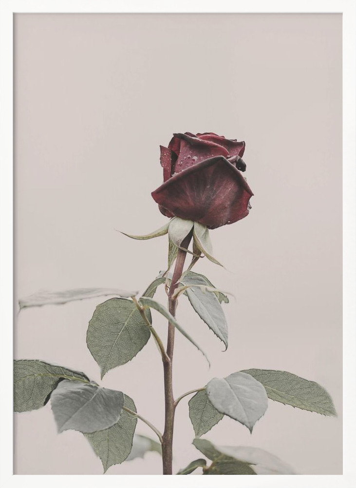 Poster - Rose white wood poster frame