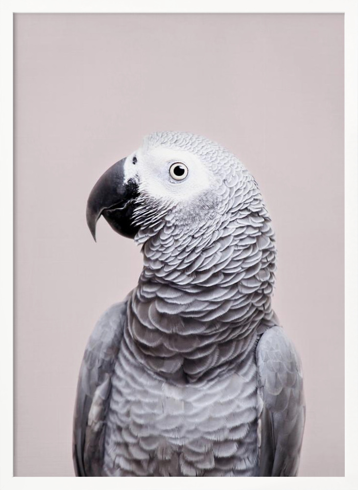 Poster - African Grey white wood poster frame