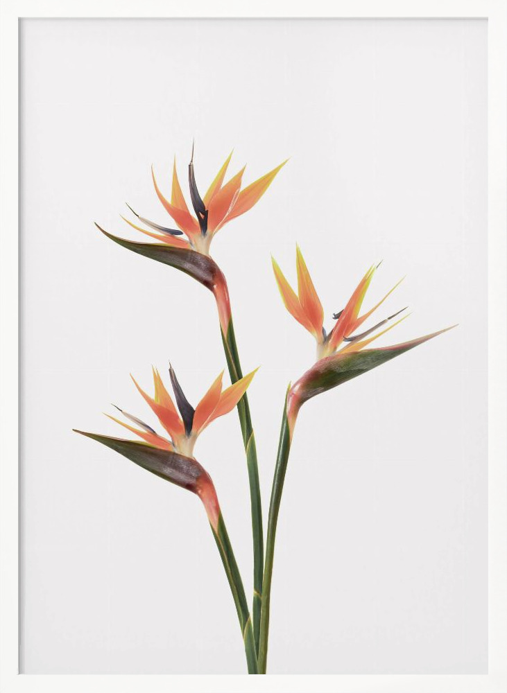 Affiche - Birds of Paradise cadre de poster en bois blanc