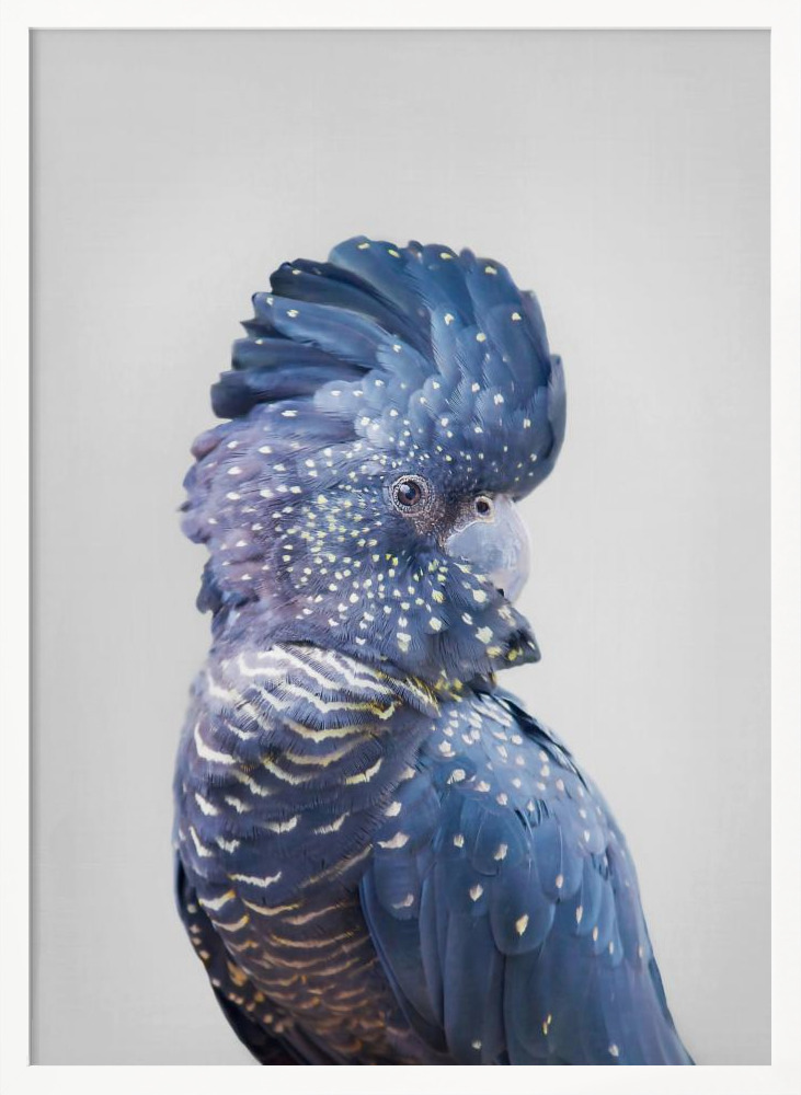 Plakat - Black Cockatoo ramka na plakat z białego drewna