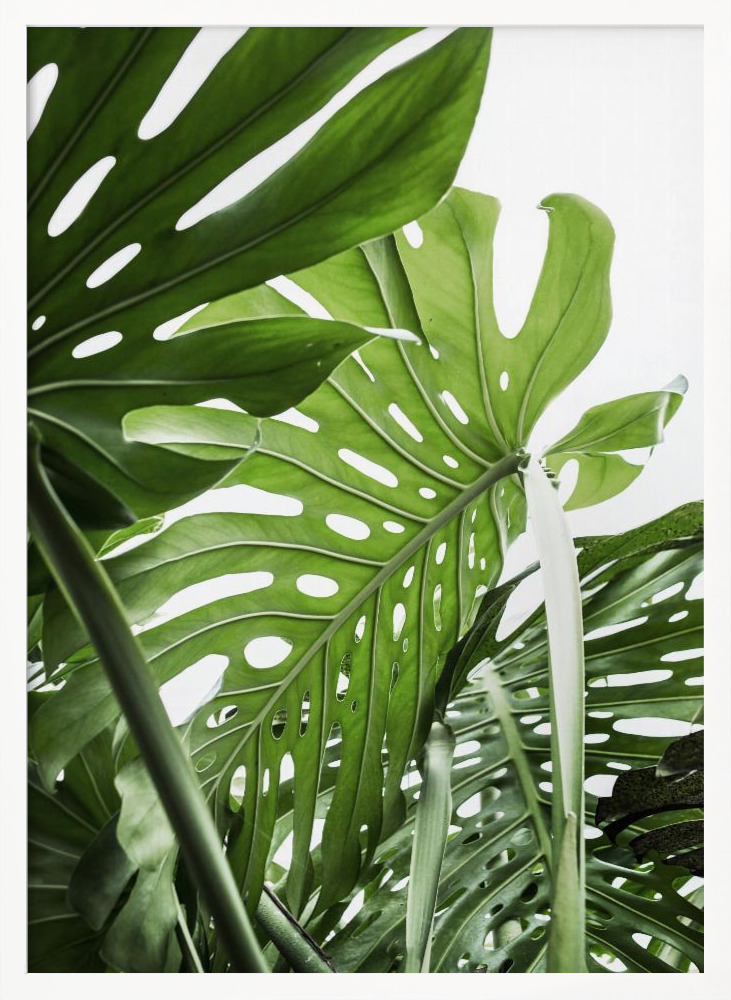 Póster - Jungle marco de póster de madera blanca