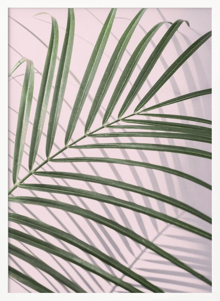 Plakat - Palm Leaf Shadow ramka na plakat z białego drewna