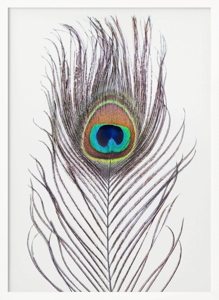Plakat - Peacock Feather ramka na plakat z białego drewna