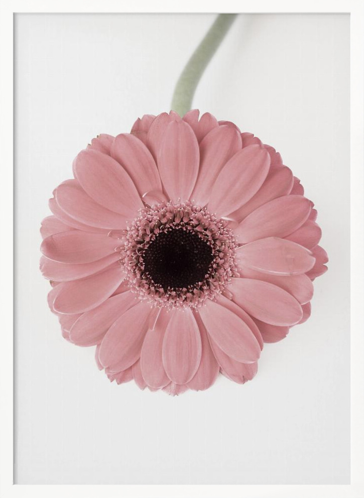 Plakat - Pink Gerbera II ramka na plakat z białego drewna