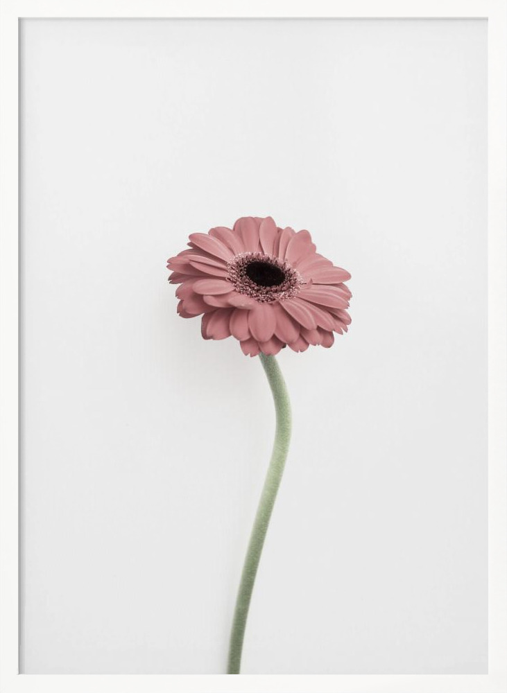 Poster - Pink Gerbera white wood poster frame