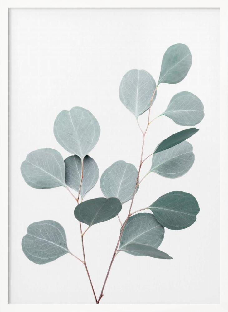 Poster - Silverdollar white wood poster frame