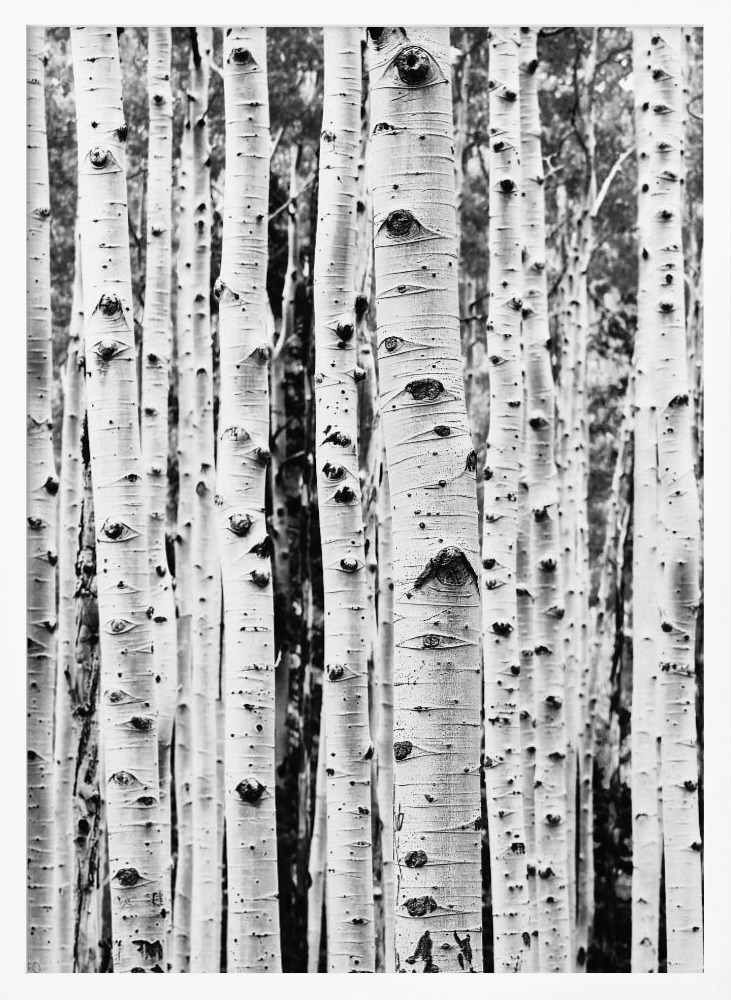 Poster - Birches posterframe wit hout