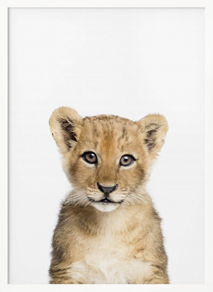 Plakat - Baby Lion ramka na plakat z białego drewna