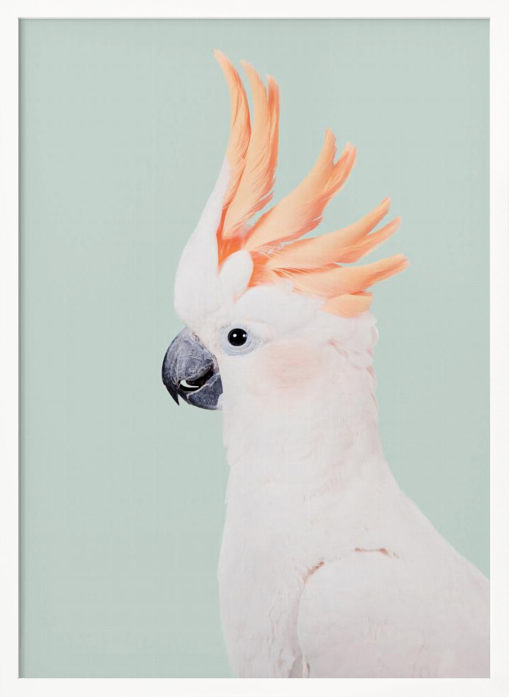 Poster - Cockatoo white wood poster frame