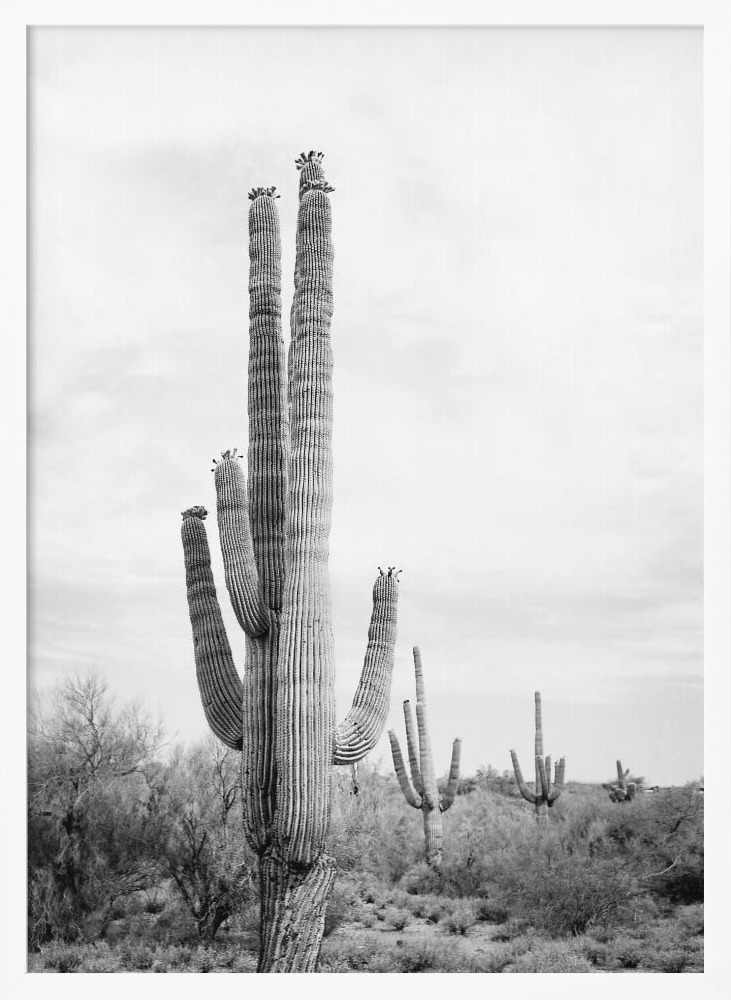 Poster - Saguaro B&W white wood poster frame