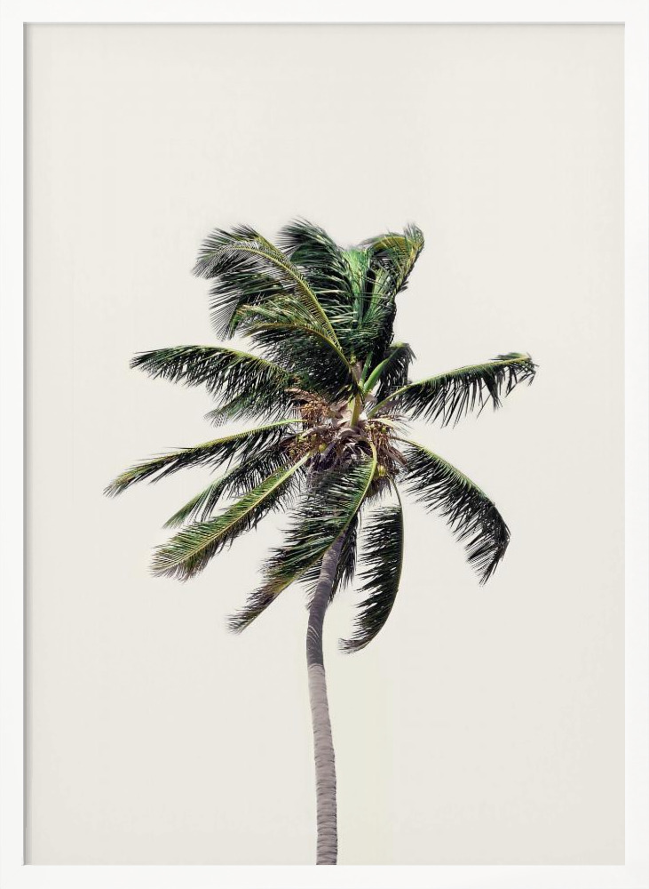 Poster - Windy Palm Tree white wood poster frame