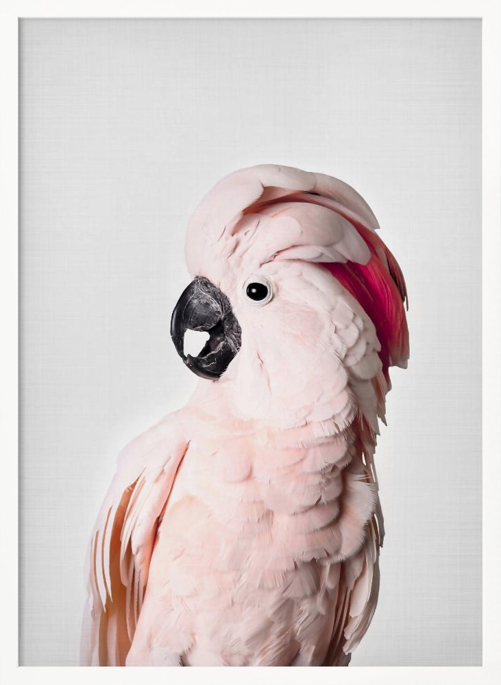 Poster - Pink Cockatoo white wood poster frame