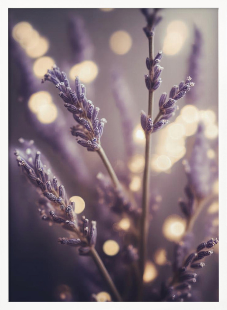 Poster - Lavender Detail white wood poster frame