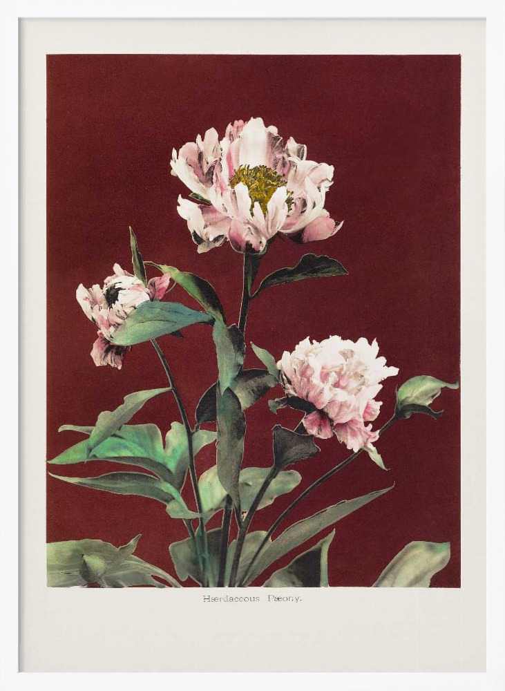 Poster - Hærdaceous Peony no2 white wood poster frame