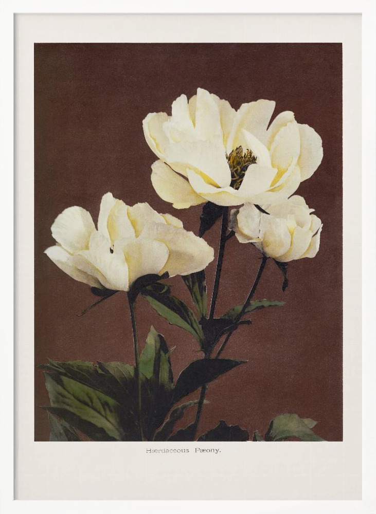 Poster - Hærdaceous Peony white wood poster frame