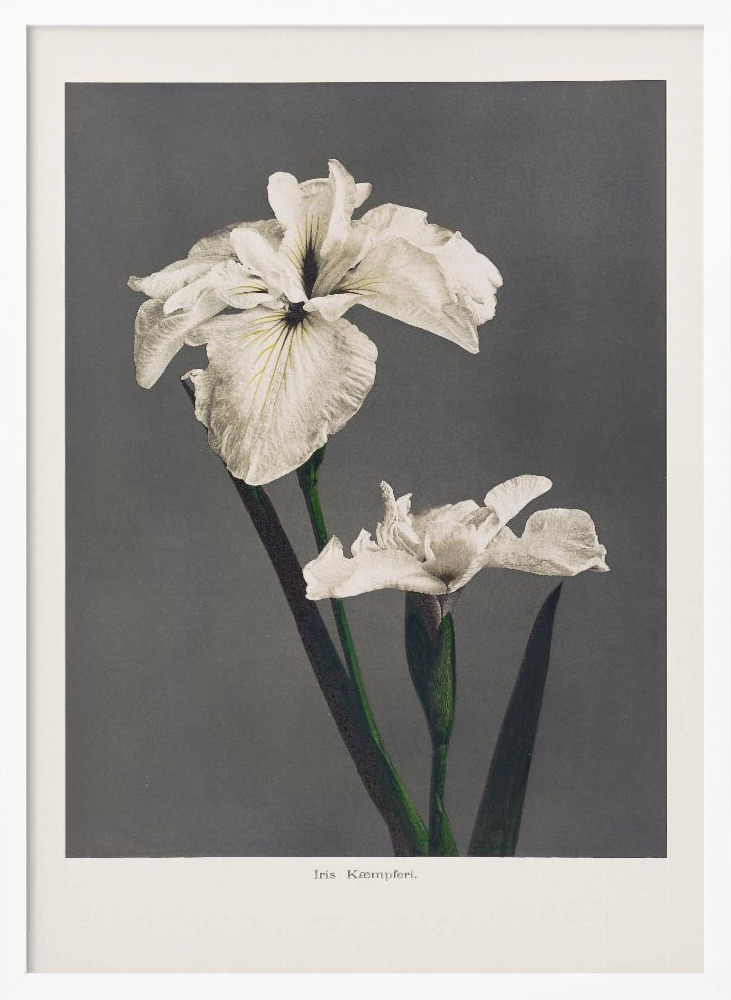 Poster - Iris Kæmpferi white wood poster frame