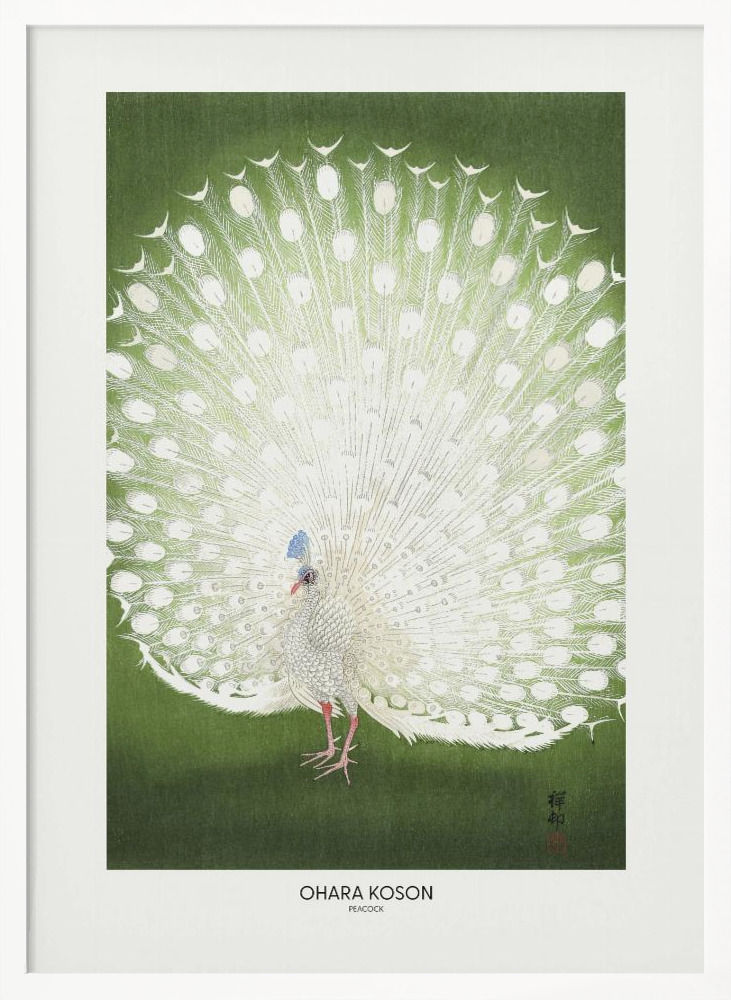 Poster - Peacock - Cropped white wood poster frame