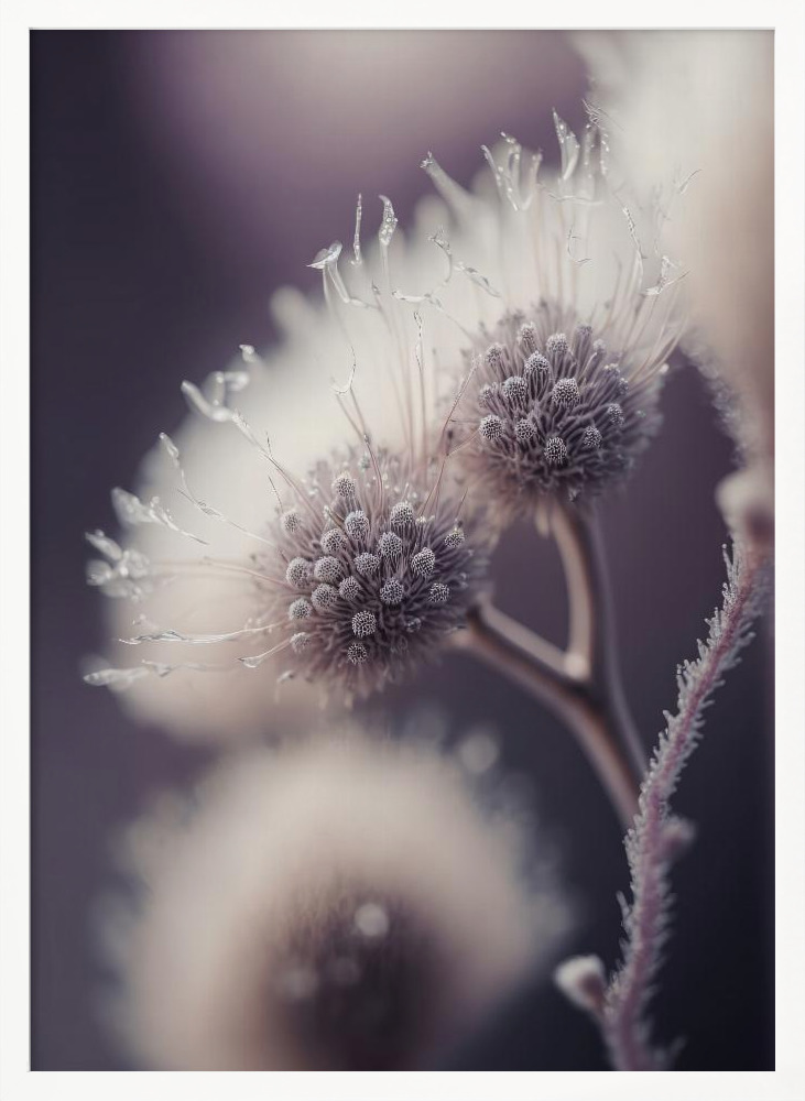 Poster - Purple Fragility white wood poster frame