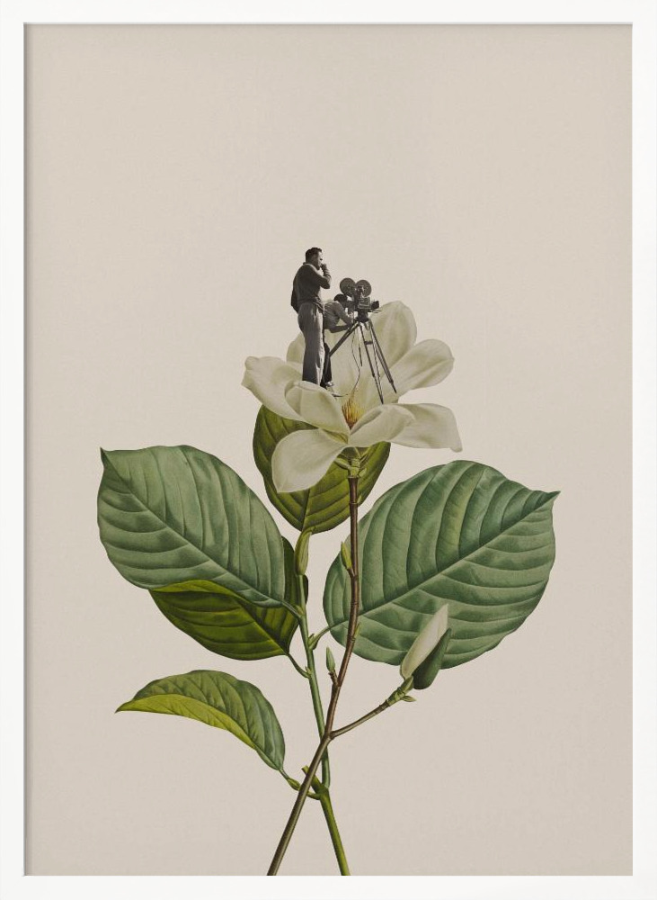 Poster - Botanical vintage cameraman white wood poster frame