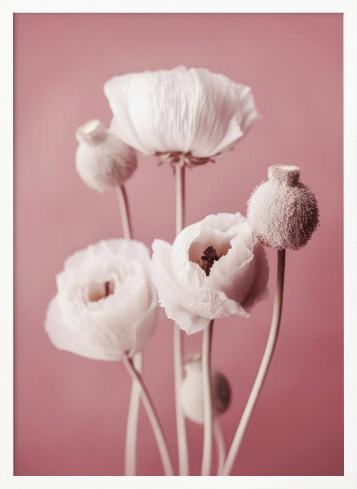 Poster - White Poppy On Pink Background white wood poster frame