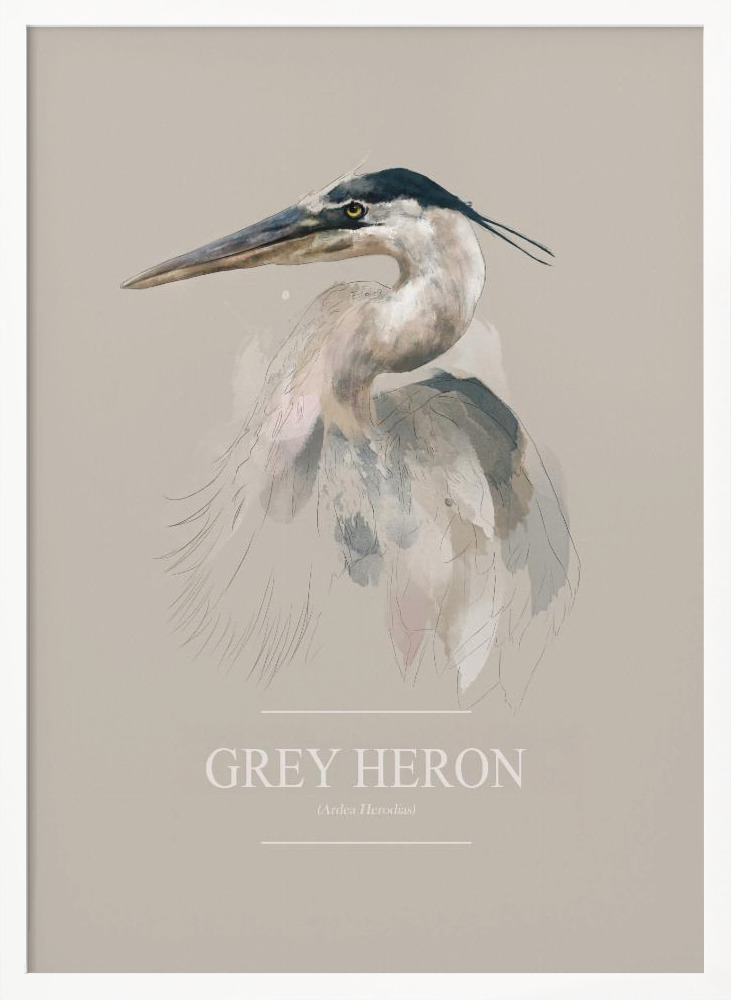 Affiche - Grey Heron cadre de poster en bois blanc