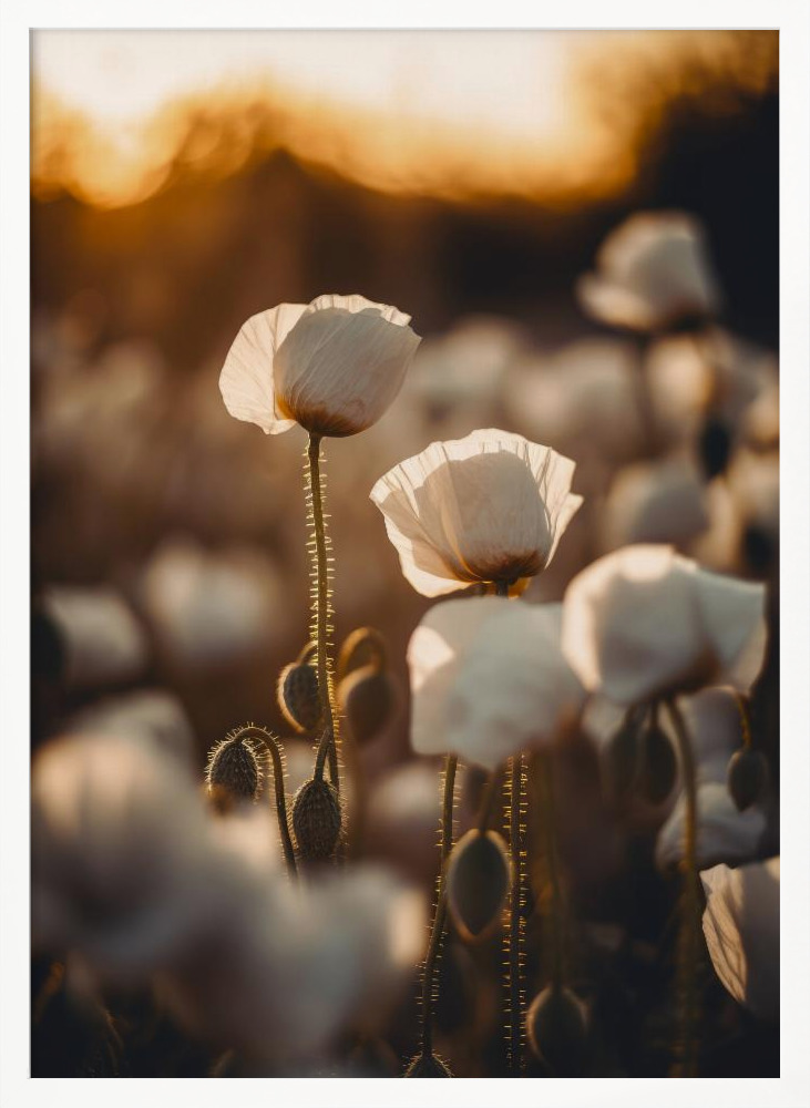 Poster - White Poppy Field No 2 white wood poster frame