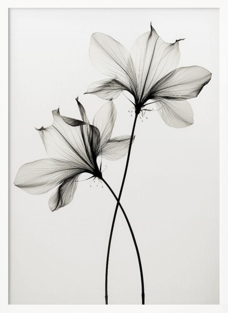 Poster - Transparent Botanic No 6 white wood poster frame