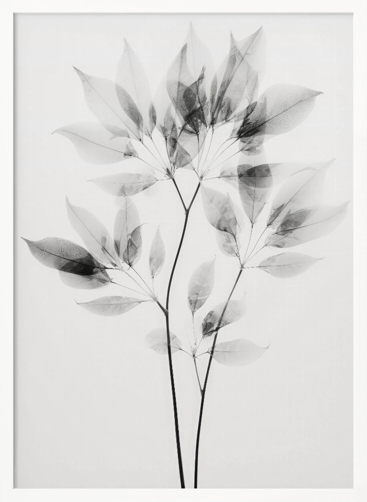 Poster - Transparent Botanic No 8 white wood poster frame