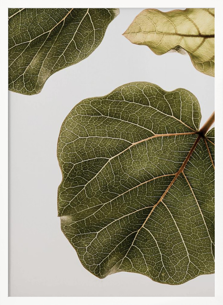 Poster - Abutifolia No2 white wood poster frame
